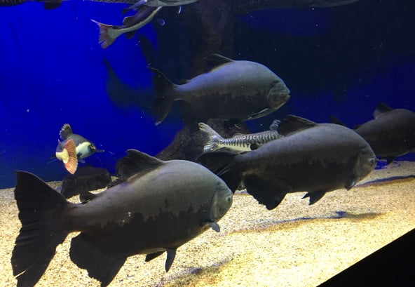 道の駅温根湯山の水族館の水槽と魚